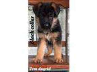 German Shepherd Dog Puppy for sale in Houston, TX, USA