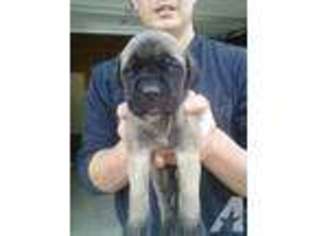 Mastiff Puppy for sale in SAINT MARIES, ID, USA