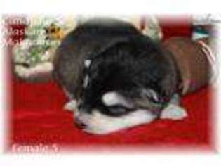 Alaskan Malamute Puppy for sale in Sandusky, OH, USA