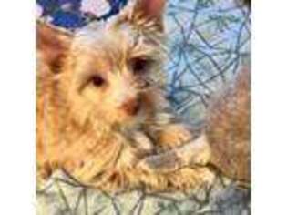 Yorkshire Terrier Puppy for sale in Fresno, CA, USA