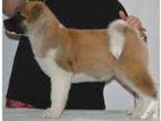 Akita Puppy for sale in MANSFIELD, OH, USA
