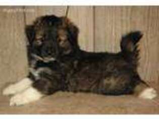 Australian Shepherd Puppy for sale in Fergus Falls, MN, USA