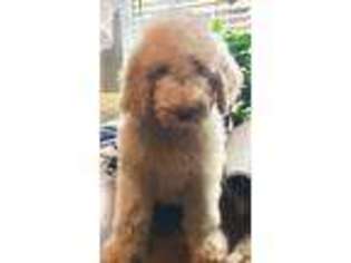 Goldendoodle Puppy for sale in Kenner, LA, USA