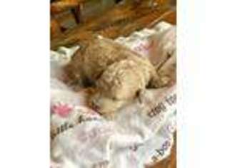 Mutt Puppy for sale in Scottsville, KY, USA