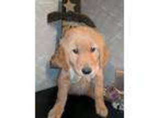 Golden Retriever Puppy for sale in Salem, OH, USA