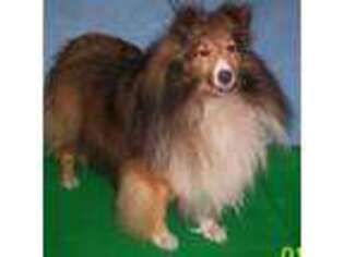 Shetland Sheepdog Puppy for sale in Coopersburg, PA, USA