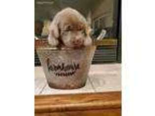 Labrador Retriever Puppy for sale in Pleasantville, IA, USA