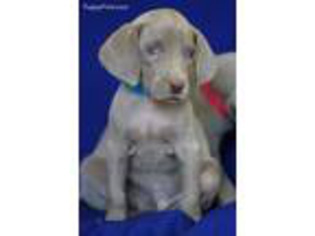 Weimaraner Puppy for sale in Harrison, AR, USA