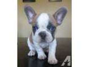 French Bulldog Puppy for sale in NEW BRAUNFELS, TX, USA