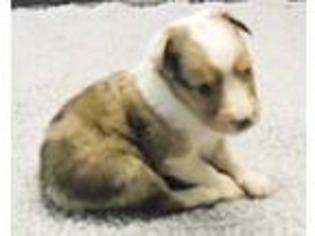Shetland Sheepdog Puppy for sale in Solon, ME, USA