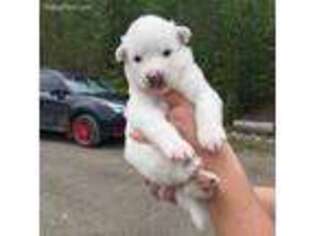 Alaskan Malamute Puppy for sale in Sagle, ID, USA