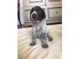 German Wirehaired Pointer Puppy for sale in Redding, CA, USA