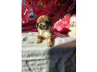 Tibetan Terrier Puppy for sale in Buffalo, MO, USA