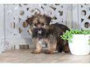 Shorkie Tzu Puppy for sale in Butler, OH, USA