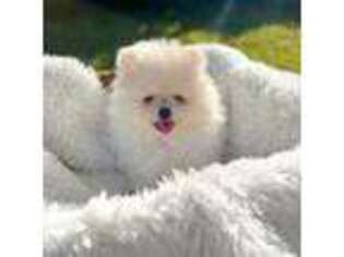 Pomeranian Puppy for sale in Sacramento, CA, USA