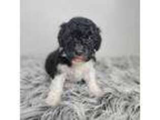 Goldendoodle Puppy for sale in Britt, IA, USA