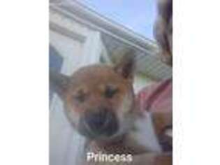 Shiba Inu Puppy for sale in Creighton, MO, USA