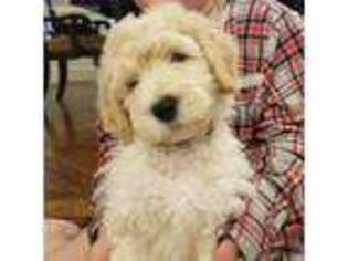 Goldendoodle Puppy for sale in Siloam Springs, AR, USA