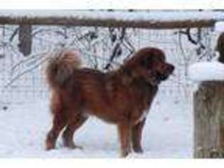 Tibetan Mastiff Puppy for sale in Fresno, OH, USA