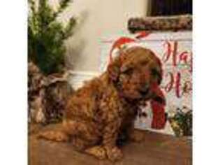 Mutt Puppy for sale in Wellford, SC, USA