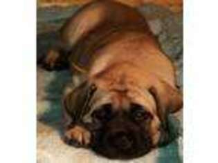 Mastiff Puppy for sale in Bargersville, IN, USA