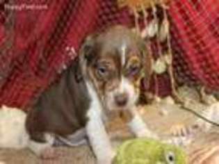 Beagle Puppy for sale in Neosho, MO, USA