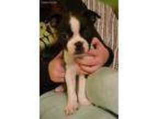 Boston Terrier Puppy for sale in Troy, IL, USA