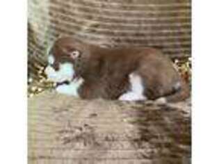 Siberian Husky Puppy for sale in Staples, MN, USA