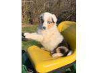 Collie Puppy for sale in Mohnton, PA, USA