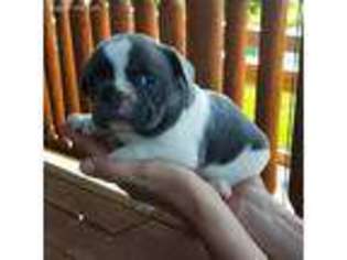 French Bulldog Puppy for sale in Hunnewell, MO, USA