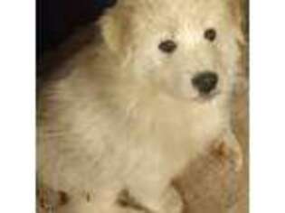 Great Pyrenees Puppy for sale in Glade Hill, VA, USA