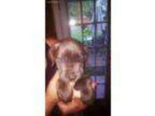 Cane Corso Puppy for sale in Birdsboro, PA, USA