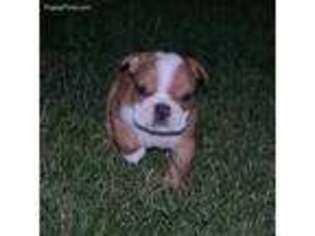 Bulldog Puppy for sale in Gold Hill, OR, USA