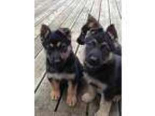 German Shepherd Dog Puppy for sale in Florence, OR, USA