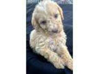 Labradoodle Puppy for sale in Spring Lake, NC, USA