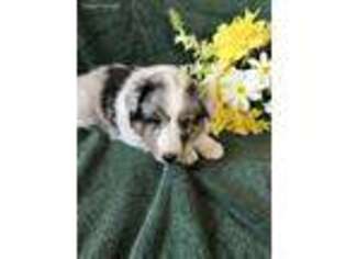 Shetland Sheepdog Puppy for sale in Stanberry, MO, USA