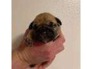 Bulldog Puppy for sale in Corvallis, OR, USA