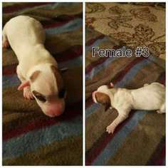 Jack Russell Terrier Puppy for sale in La Puente, CA, USA