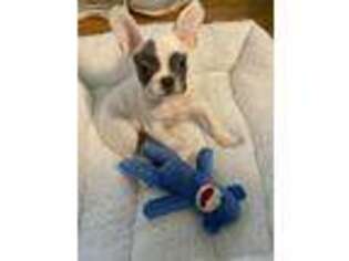 French Bulldog Puppy for sale in Silver Spring, MD, USA