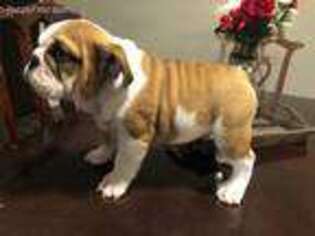 Bulldog Puppy for sale in Atoka, OK, USA