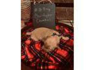 Goldendoodle Puppy for sale in Amory, MS, USA