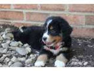 Bernese Mountain Dog Puppy for sale in Cumberland, VA, USA