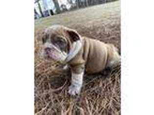 Bulldog Puppy for sale in Alpharetta, GA, USA