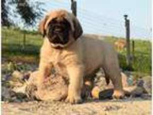 Mastiff Puppy for sale in Homedale, ID, USA