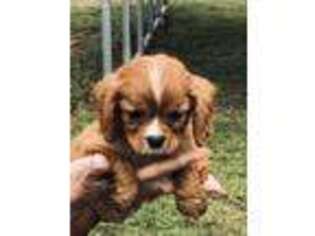 Cavalier King Charles Spaniel Puppy for sale in Crestview, FL, USA