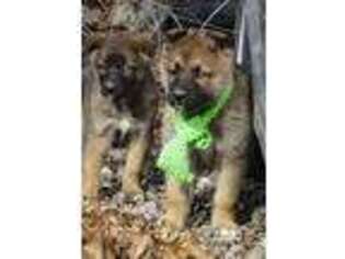 German Shepherd Dog Puppy for sale in Mount Vernon, IL, USA