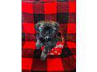Mutt Puppy for sale in Gravette, AR, USA