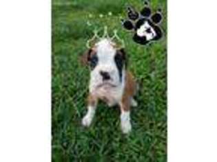 Boxer Puppy for sale in Lakeland, FL, USA
