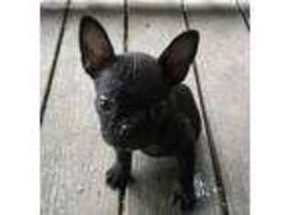 Frenchie Pug Puppy for sale in Hudson, FL, USA