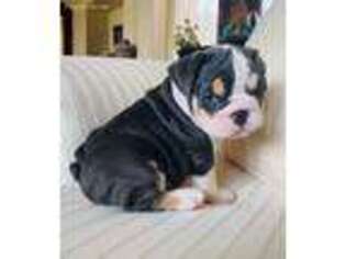 Bulldog Puppy for sale in Cleveland, OH, USA